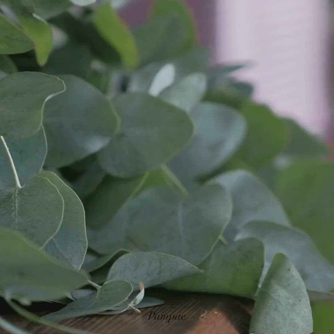 Fresh Eucalyptus Shower Bundle